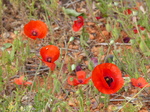 FZ027789 Poppies.jpg